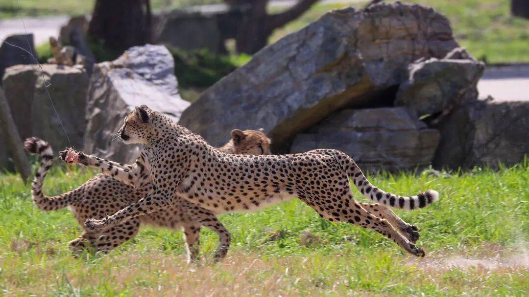 黄金秋日，解锁猛兽“名场面”！