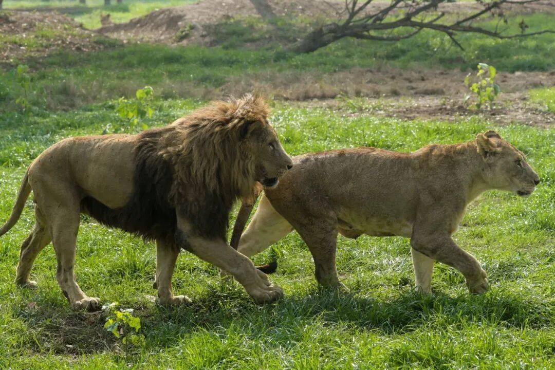 黄金秋日，解锁猛兽“名场面”！