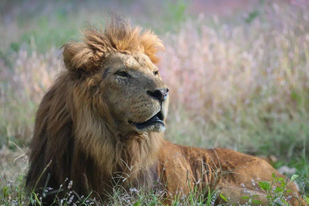 黄金秋日，解锁猛兽“名场面”！