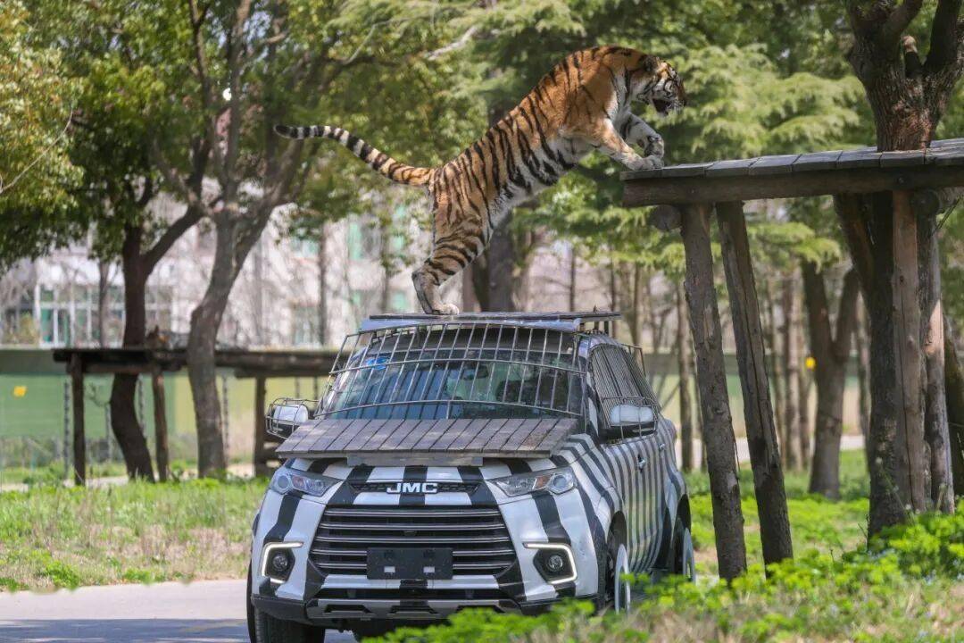 黄金秋日，解锁猛兽“名场面”！