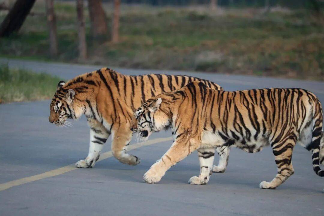 黄金秋日，解锁猛兽“名场面”！