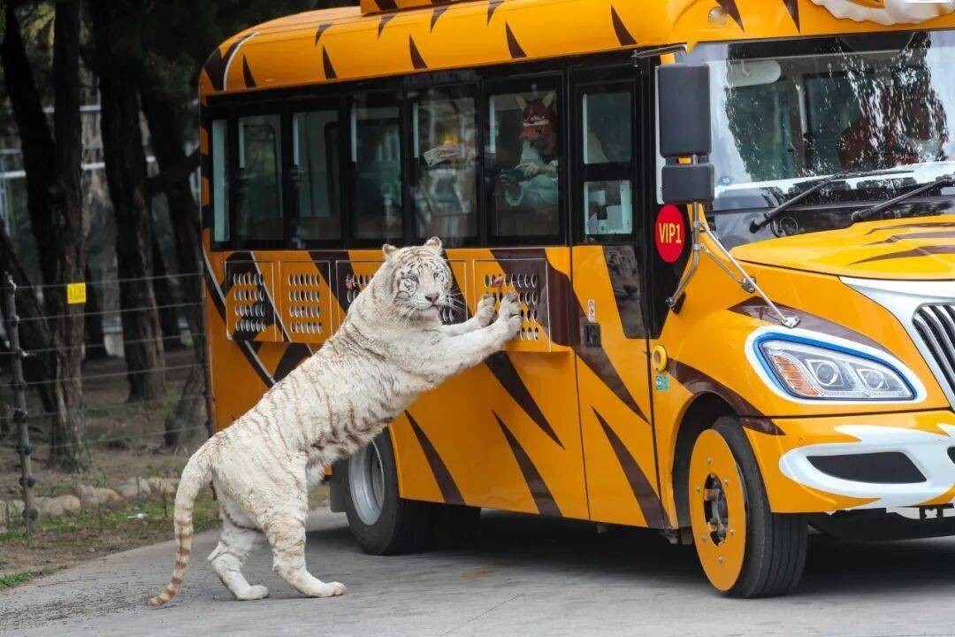 黄金秋日，解锁猛兽“名场面”！