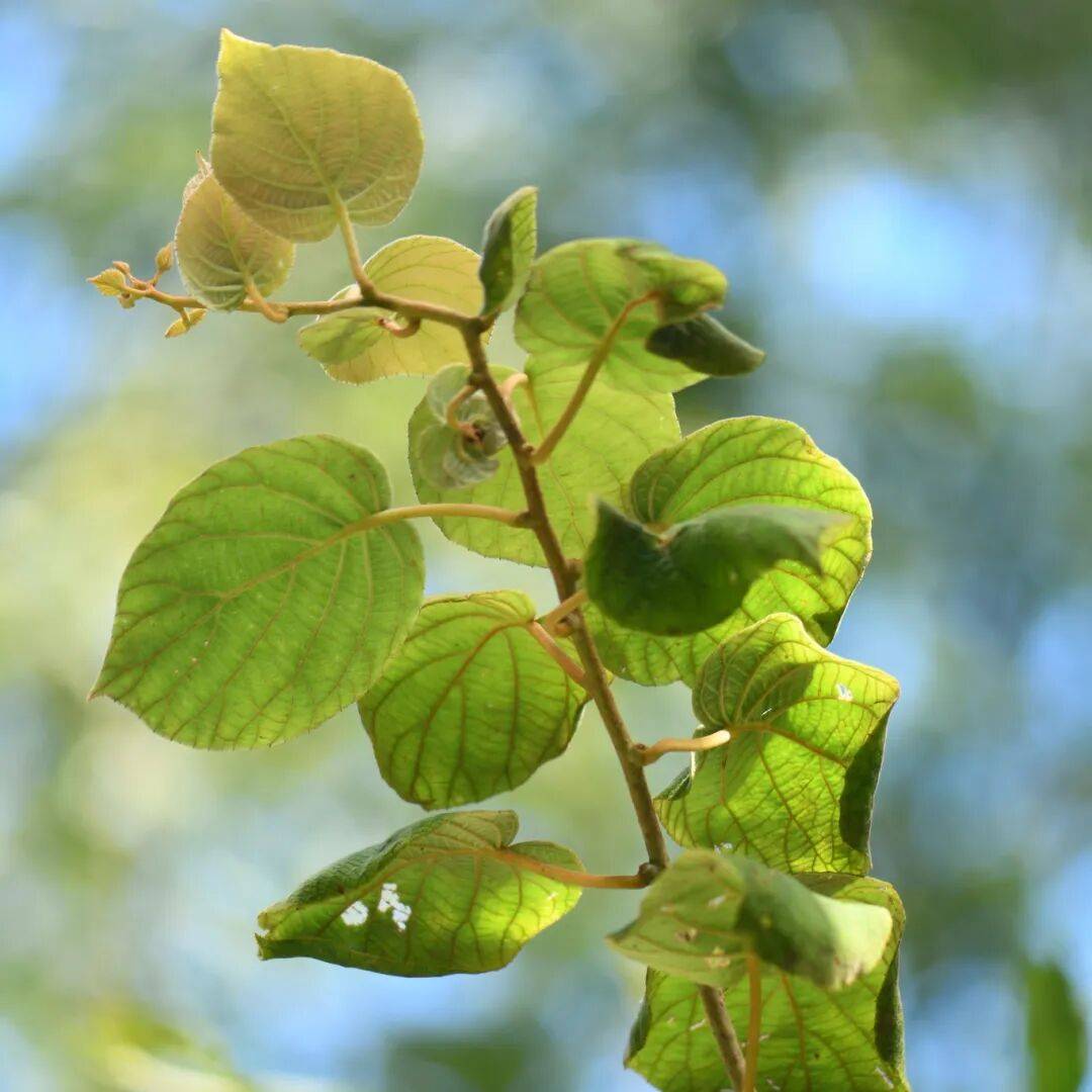 泰顺森林(lín)里，藏着157种“名场面”