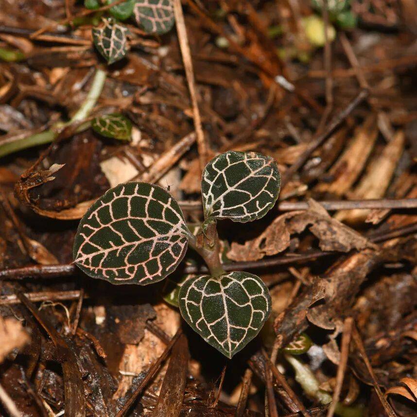 泰顺森林里，藏着157种“名场面”