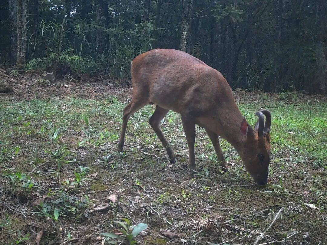 泰顺森林里，藏着157种“名场面”