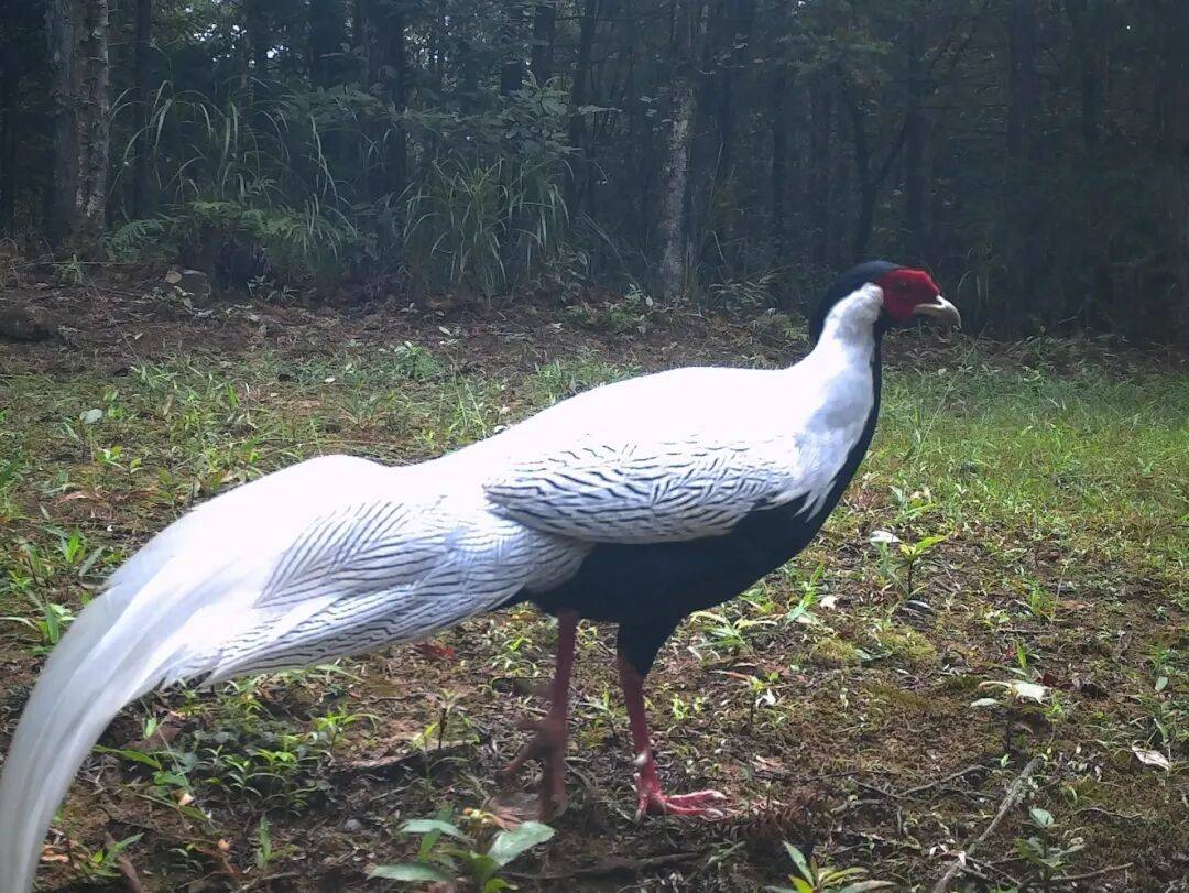 泰顺森林里，藏着157种“名场面”